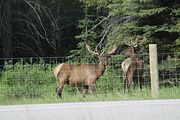 15 - Bow Lake  - IMG_0872